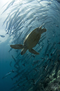Turtle and barracudas under the light of Sipadan by Pietro Formis 